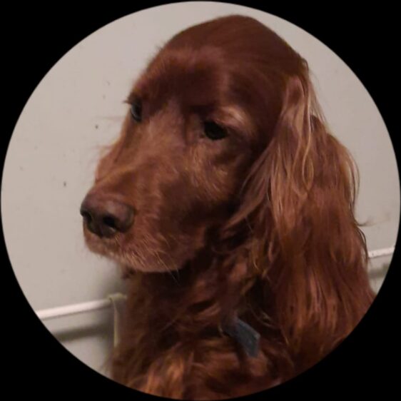 Daantje